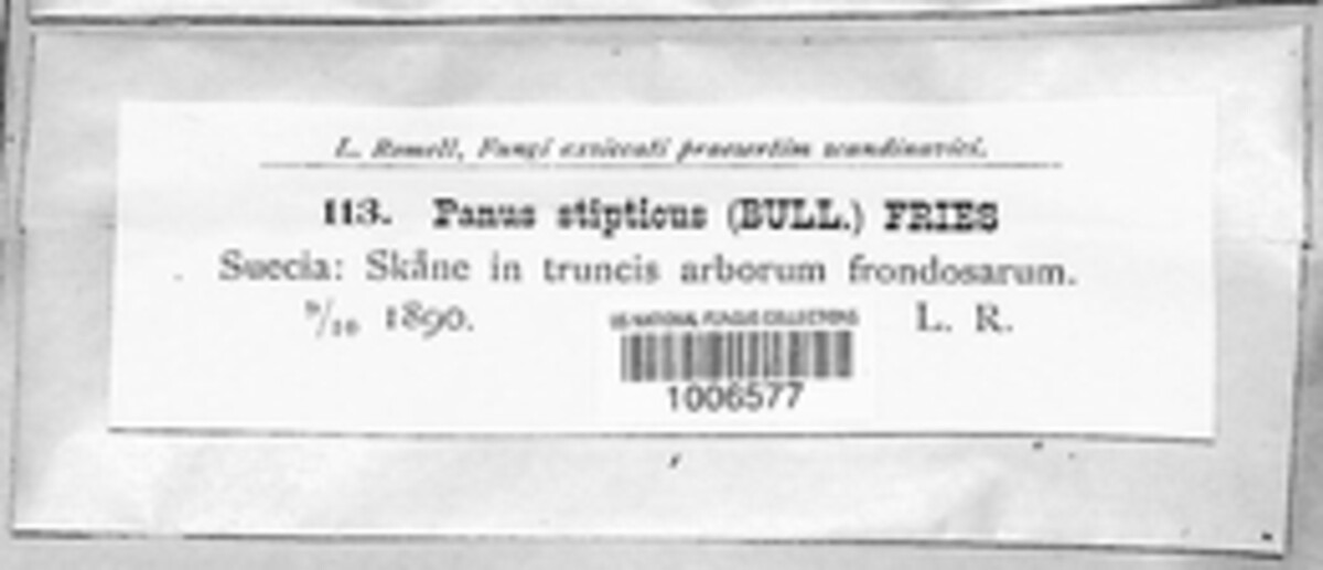 Panellus stipticus image